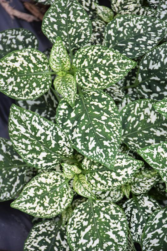 Hypoestes Hippo White - View 9 from www redcrocus com