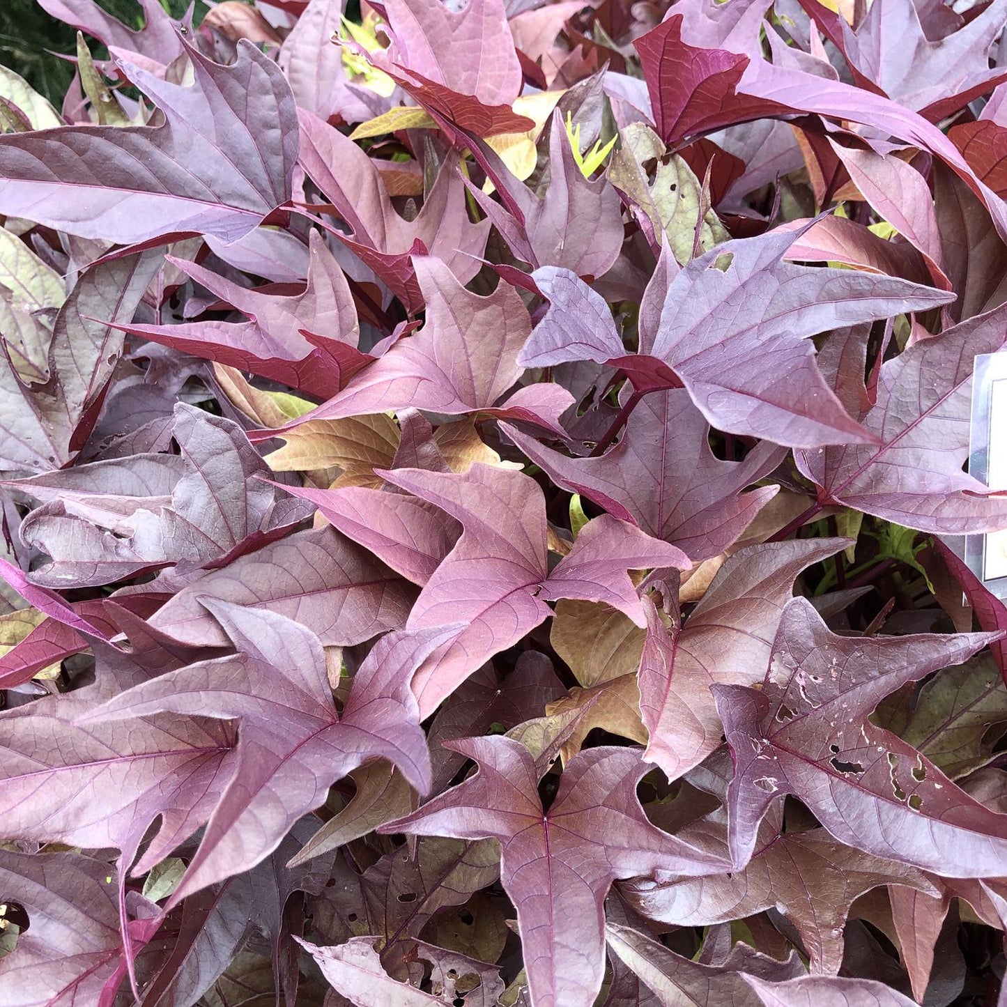 Ipomoea Sweet Caroline Red Hawk - View 3 from www redcrocus com