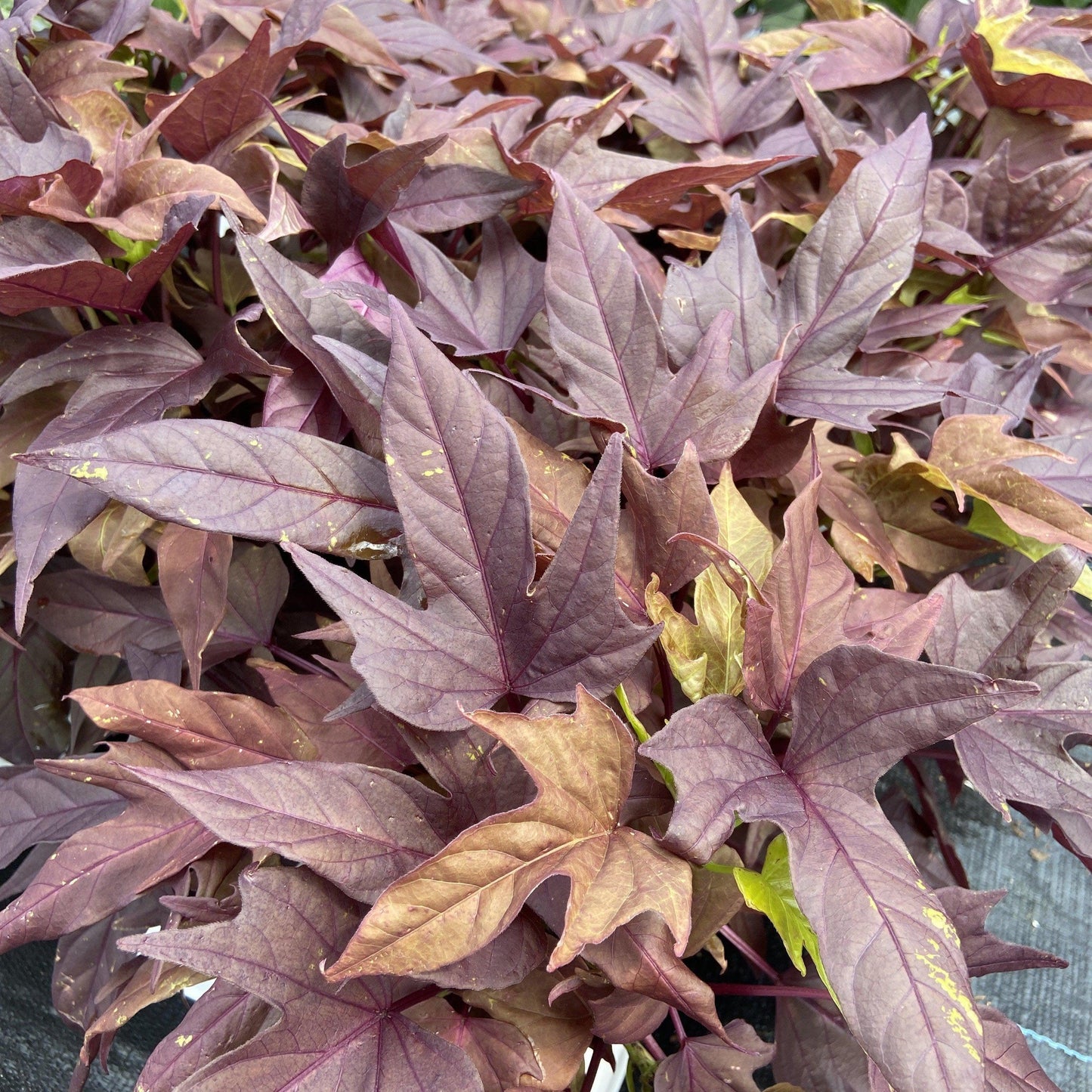 Ipomoea Sweet Caroline Red Hawk - View 7 from www redcrocus com