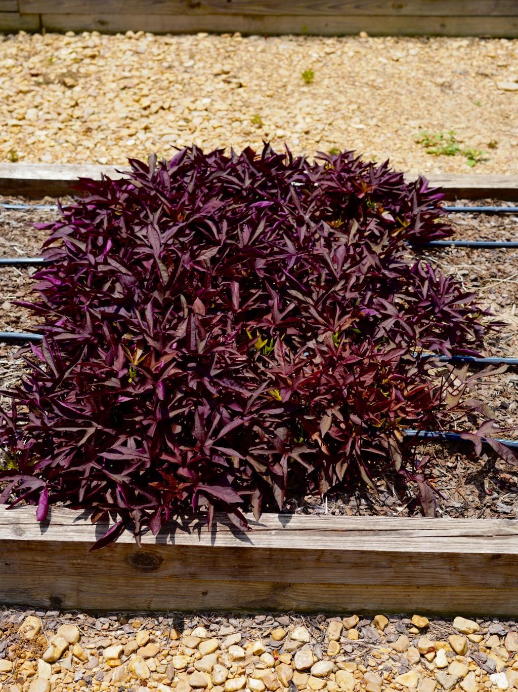 Ipomoea Sweet Caroline Red Hawk - View 8 from www redcrocus com