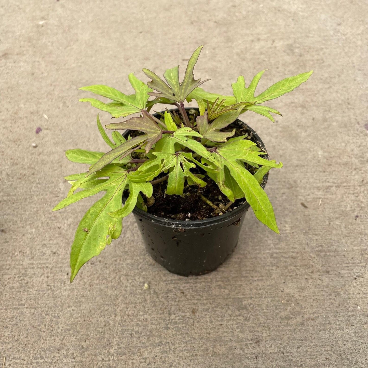 Ipomoea Sweet Caroline Medusa - View 18 from www redcrocus com