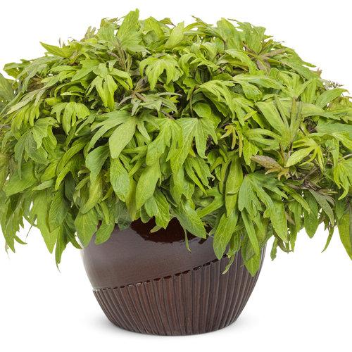 Ipomoea Sweet Caroline Medusa - View 3 from www redcrocus com