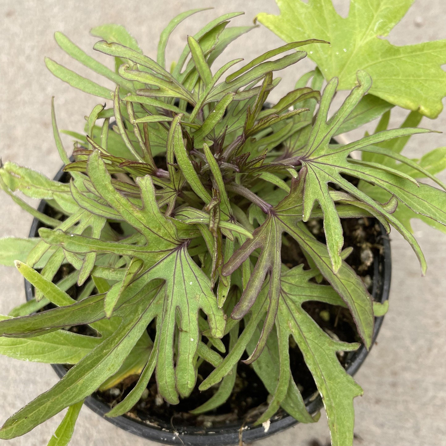 Ipomoea Sweet Caroline Medusa - View 9 from www redcrocus com