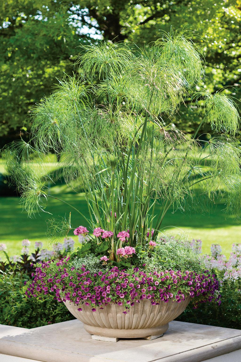 Grass Cyperus Papyrus Prince Tut Proven Winners - View 12 from www redcrocus com