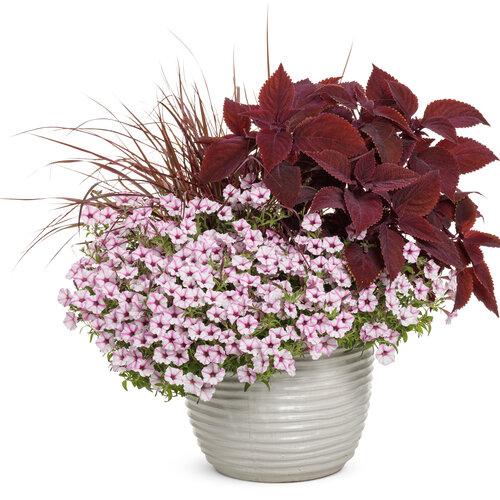 Coleus Colorblaze Rediculous - View 12 from www redcrocus com