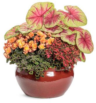 Coleus Colorblaze Mini Me Watermelon - View 15 from www redcrocus com