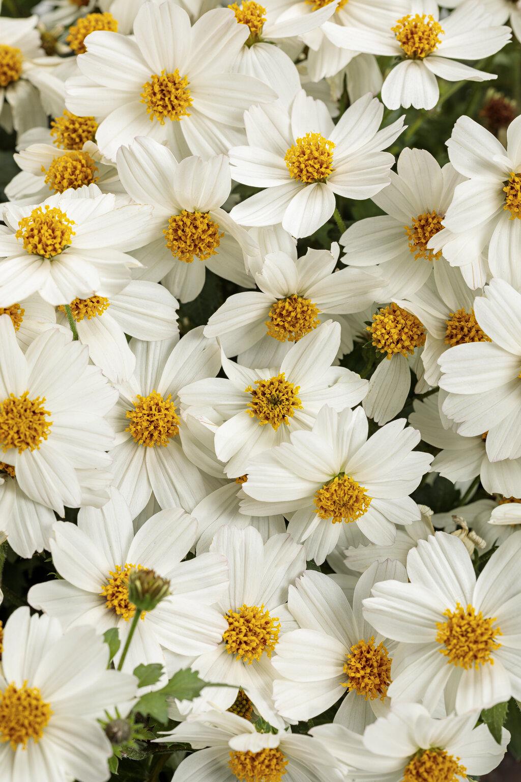Bidens Campfire Marshmallow - View 2 from www redcrocus com
