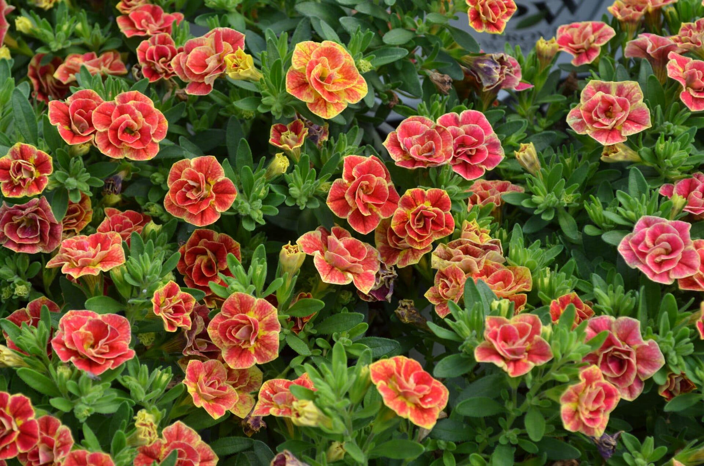 Calibrachoa Superbells Double Redstone - View 11 from www redcrocus com