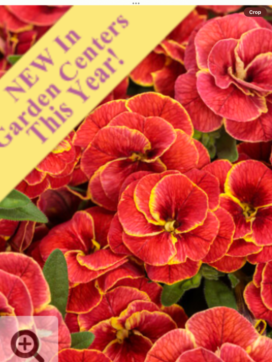 Calibrachoa Superbells Double Redstone - View 12 from www redcrocus com