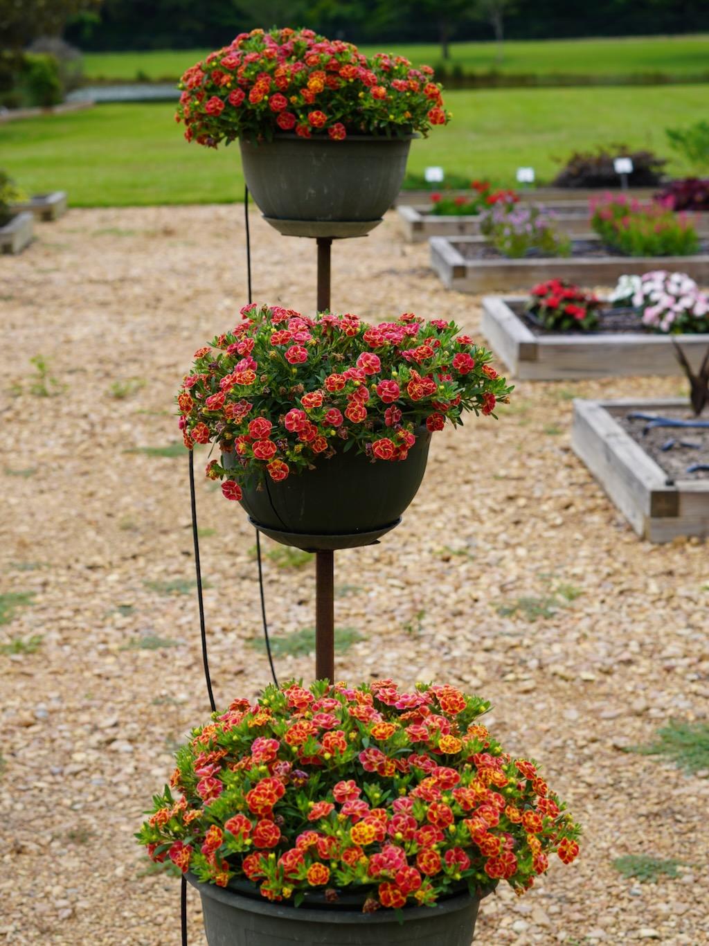 Calibrachoa Superbells Double Redstone - View 13 from www redcrocus com