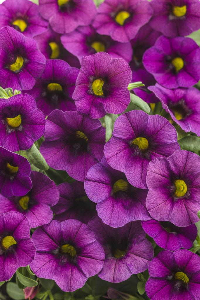 Calibrachoa Superbells Double Redstone - View 14 from www redcrocus com