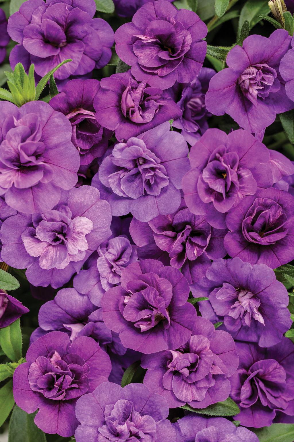 Calibrachoa Superbells Double Redstone - View 15 from www redcrocus com