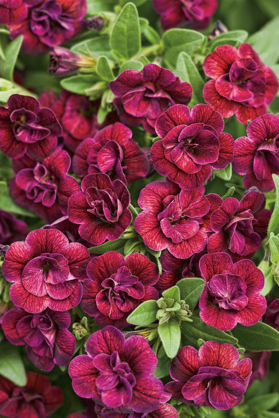 Calibrachoa Superbells Double Redstone - View 16 from www redcrocus com