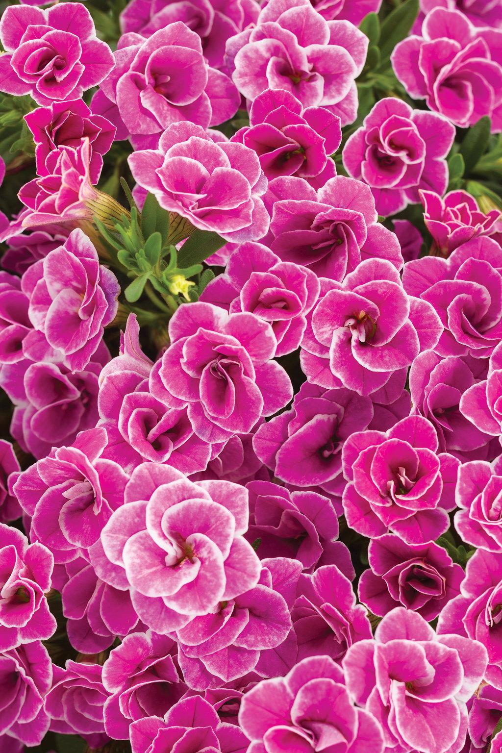 Calibrachoa Superbells Double Redstone - View 17 from www redcrocus com