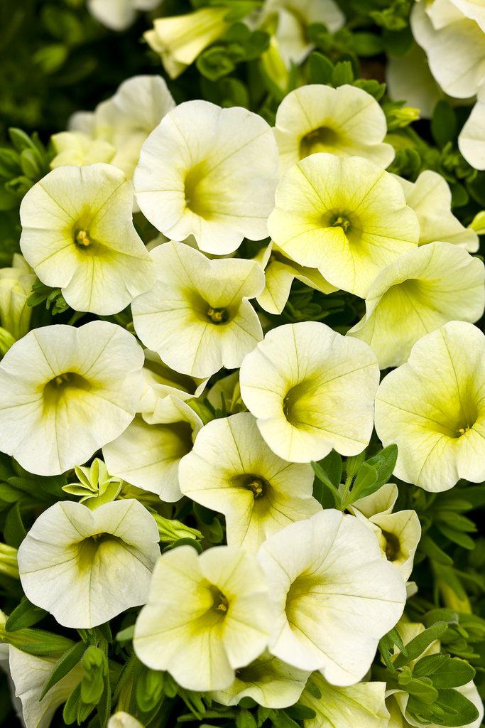 Calibrachoa Superbells Double Redstone - View 19 from www redcrocus com