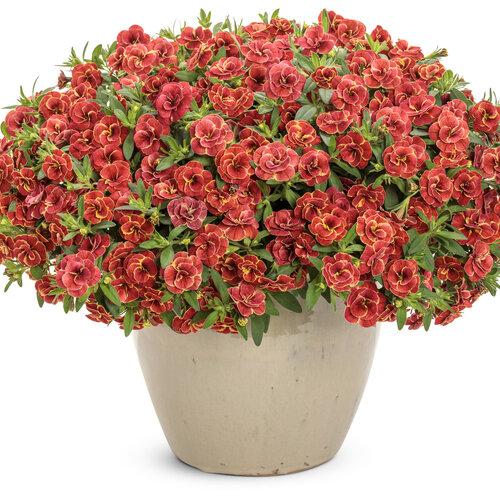 Calibrachoa Superbells Double Redstone - View 2 from www redcrocus com