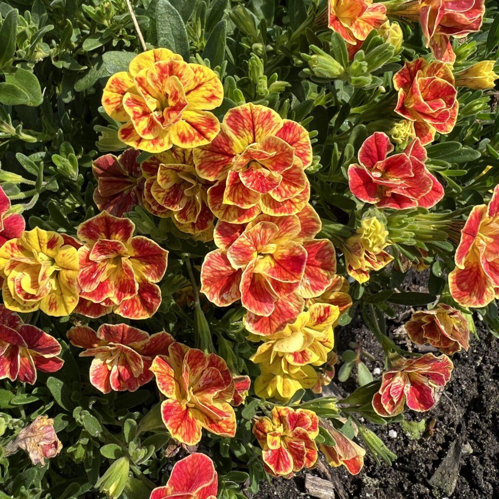 Calibrachoa Superbells Double Redstone - View 4 from www redcrocus com