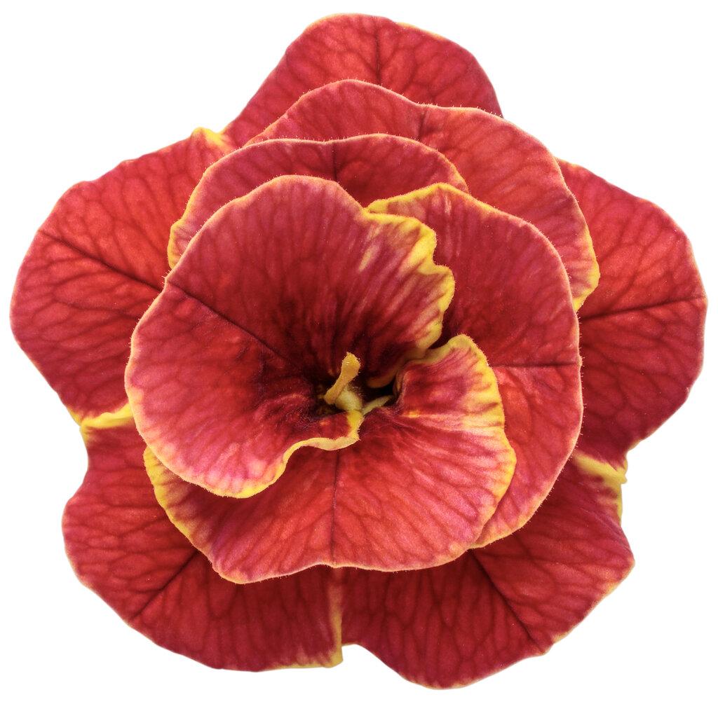 Calibrachoa Superbells Double Redstone - View 6 from www redcrocus com