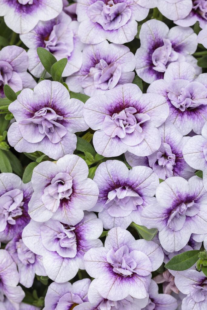 Calibrachoa Superbells Double Redstone - View 7 from www redcrocus com