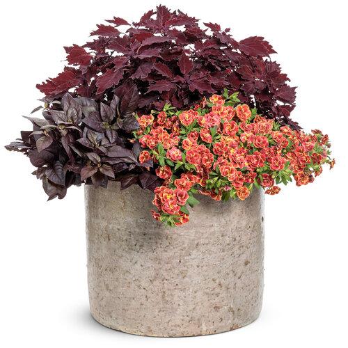 Calibrachoa Superbells Double Redstone - View 8 from www redcrocus com