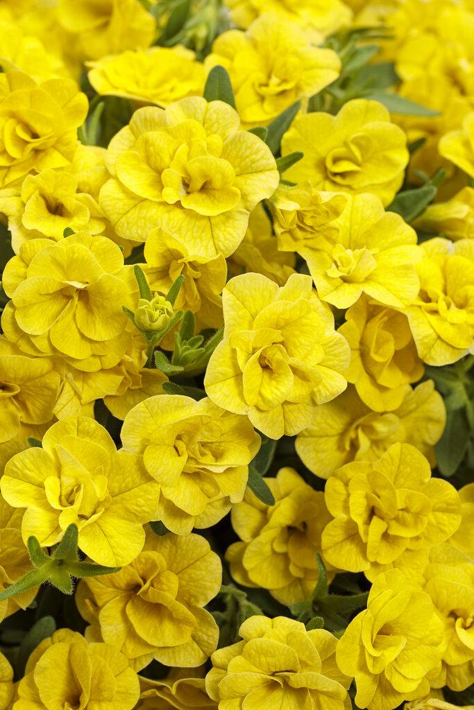 Calibrachoa Superbells Double Redstone - View 9 from www redcrocus com