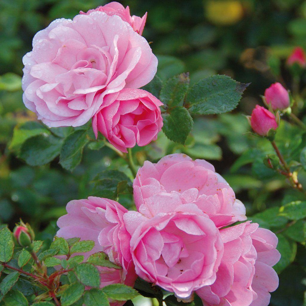 Rosa Landscape Bonica - View 10 from www redcrocus com