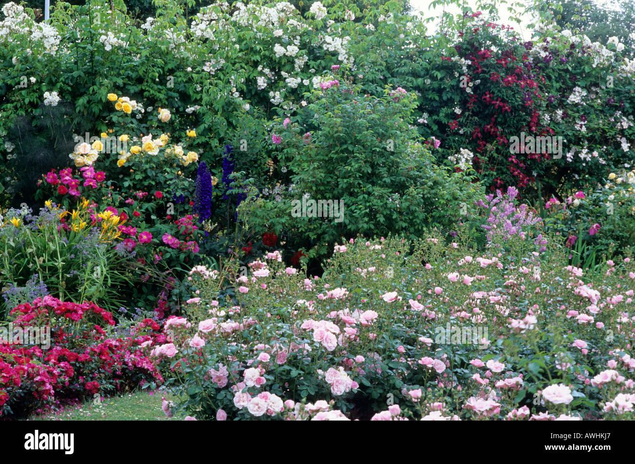 Rosa Landscape Bonica - View 12 from www redcrocus com