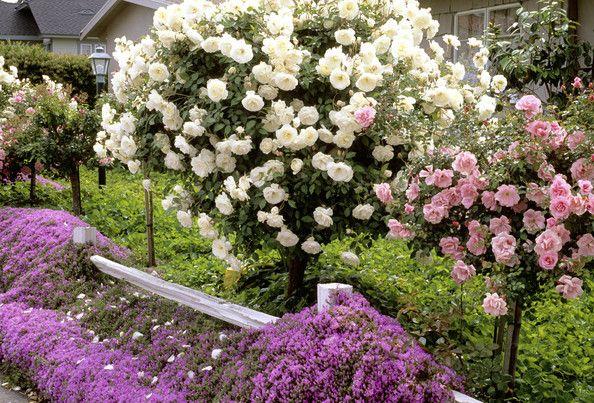 Rosa Landscape Bonica - View 18 from www redcrocus com