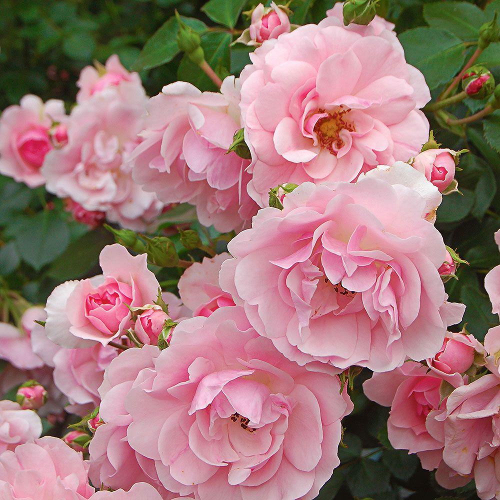 Rosa Landscape Bonica - View 1 from www redcrocus com