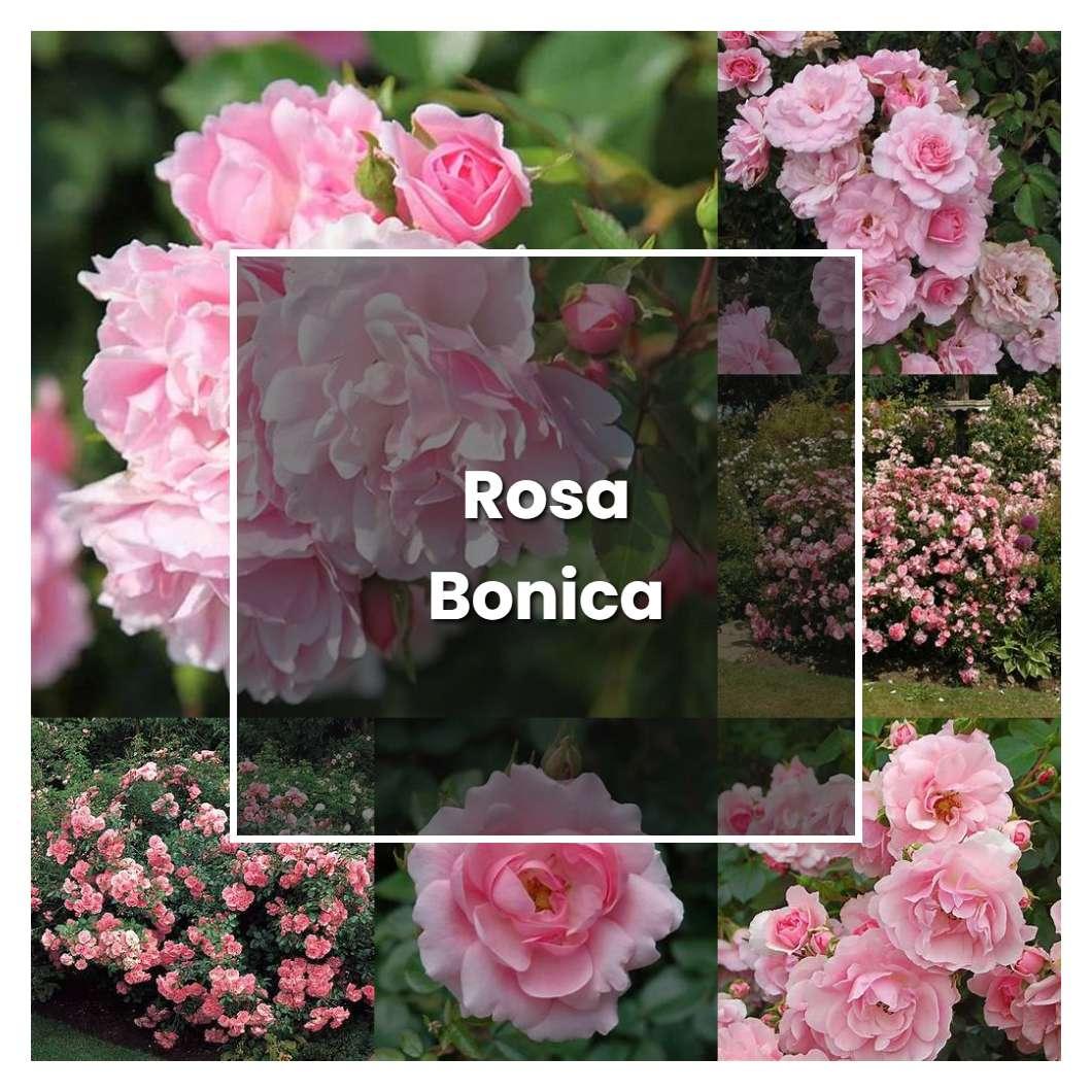 Rosa Landscape Bonica - View 2 from www redcrocus com