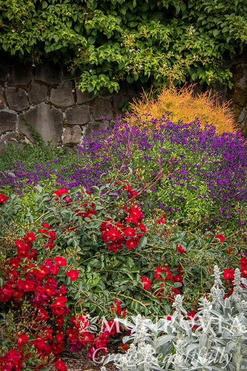Rosa Landscape Flower Carpet Red - View 14 from www redcrocus com