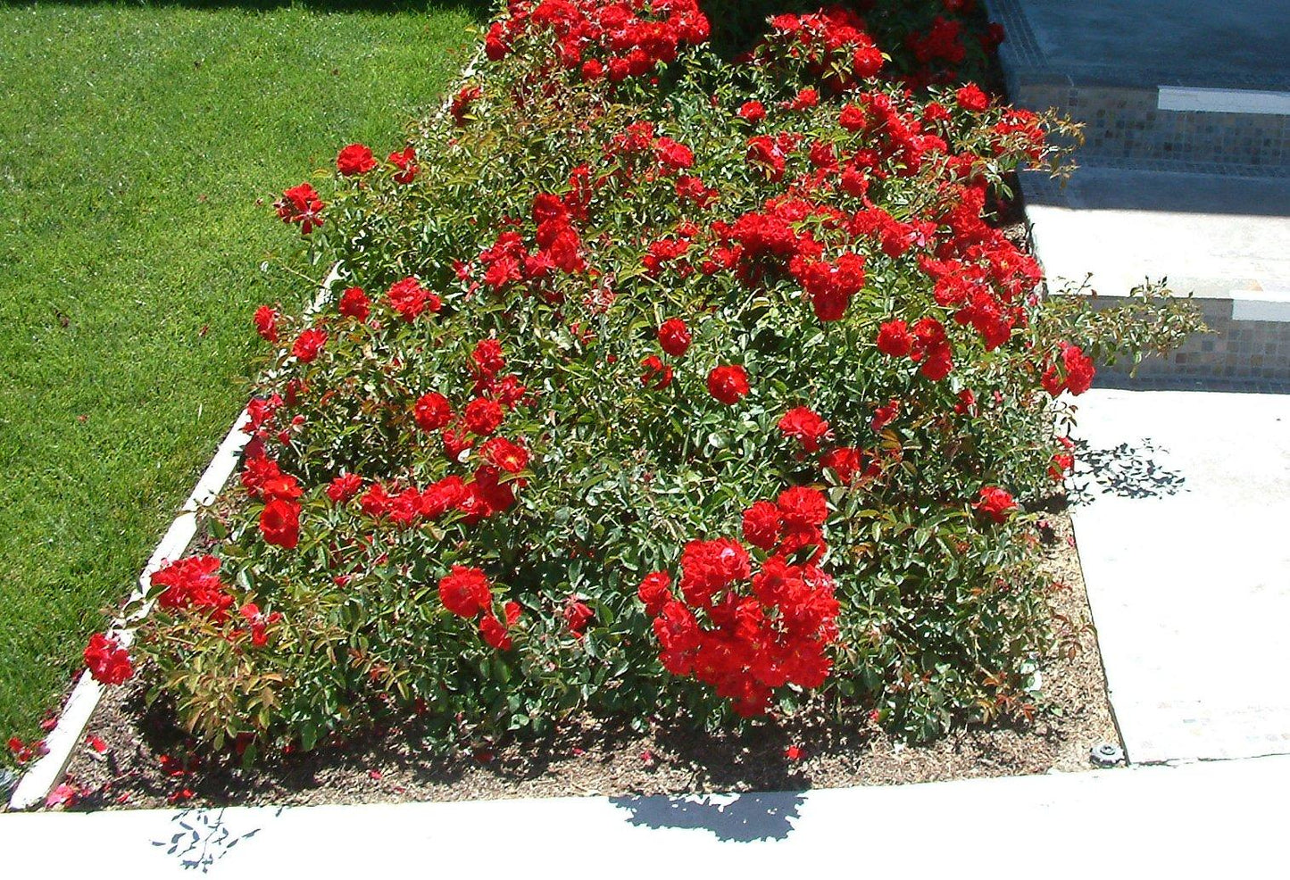 Rosa Landscape Flower Carpet Red - View 7 from www redcrocus com