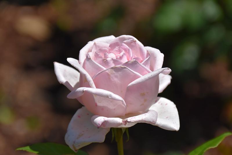 Rosa Hybrid Tea World War Ii Memorial - View 12 from www redcrocus com