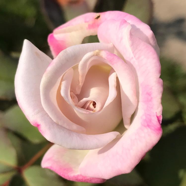 Rosa Hybrid Tea World War Ii Memorial - View 13 from www redcrocus com