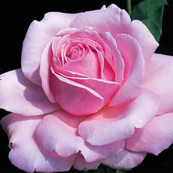 Rosa Hybrid Tea World War Ii Memorial - View 15 from www redcrocus com