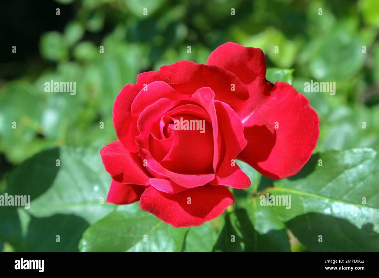 Rosa Hybrid Tea World War Ii Memorial - View 16 from www redcrocus com