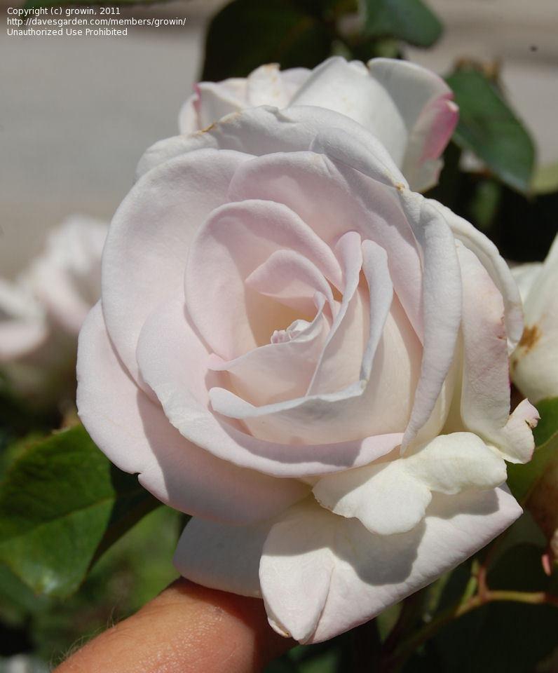 Rosa Hybrid Tea World War Ii Memorial - View 3 from www redcrocus com