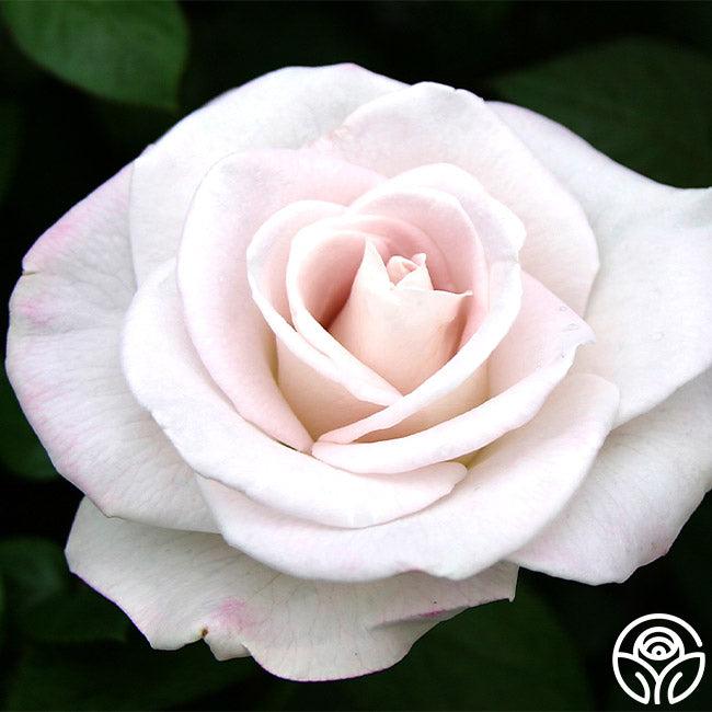 Rosa Hybrid Tea World War Ii Memorial - View 4 from www redcrocus com