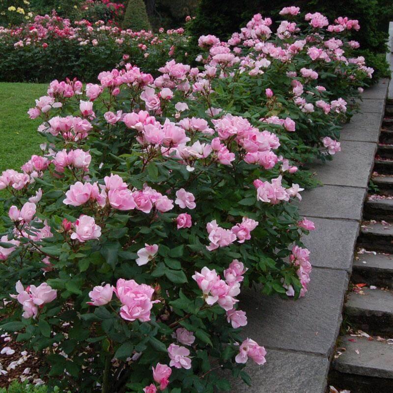 Rosa Landscape Blushing Knock Out - View 1 from www redcrocus com
