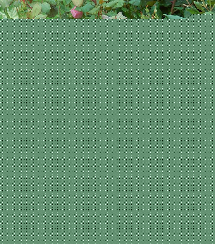 Rosa Landscape Blushing Knock Out - View 5 from www redcrocus com