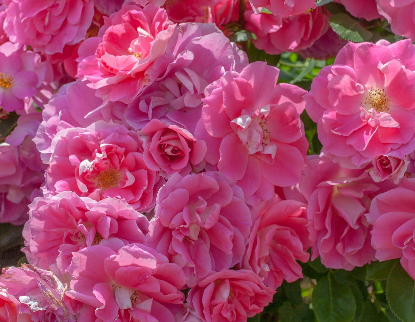 Rosa, Landscape 'carefree Wonder' - View 11 from www redcrocus com