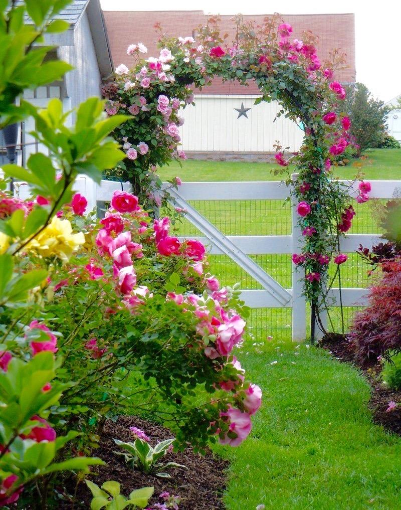Rosa, Landscape 'carefree Wonder' - View 14 from www redcrocus com