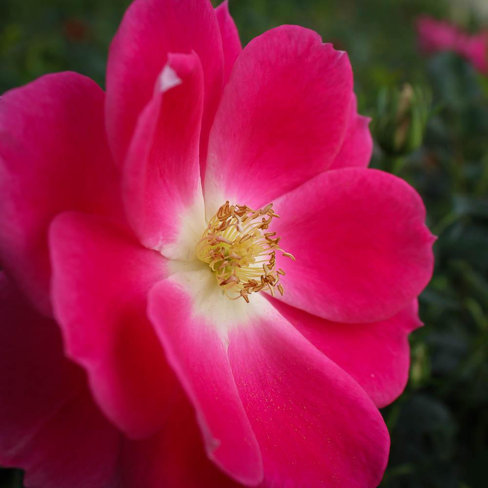 Rosa, Landscape 'carefree Wonder' - View 17 from www redcrocus com