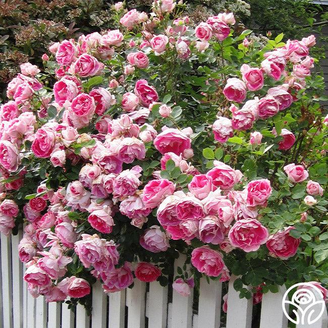 Rosa, Landscape 'carefree Wonder' - View 1 from www redcrocus com