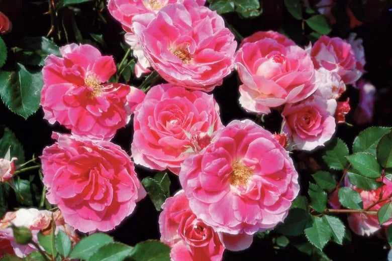 Rosa, Landscape 'carefree Wonder' - View 4 from www redcrocus com
