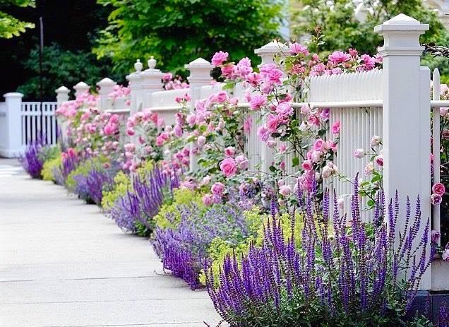 Rosa, Landscape 'carefree Wonder' - View 5 from www redcrocus com