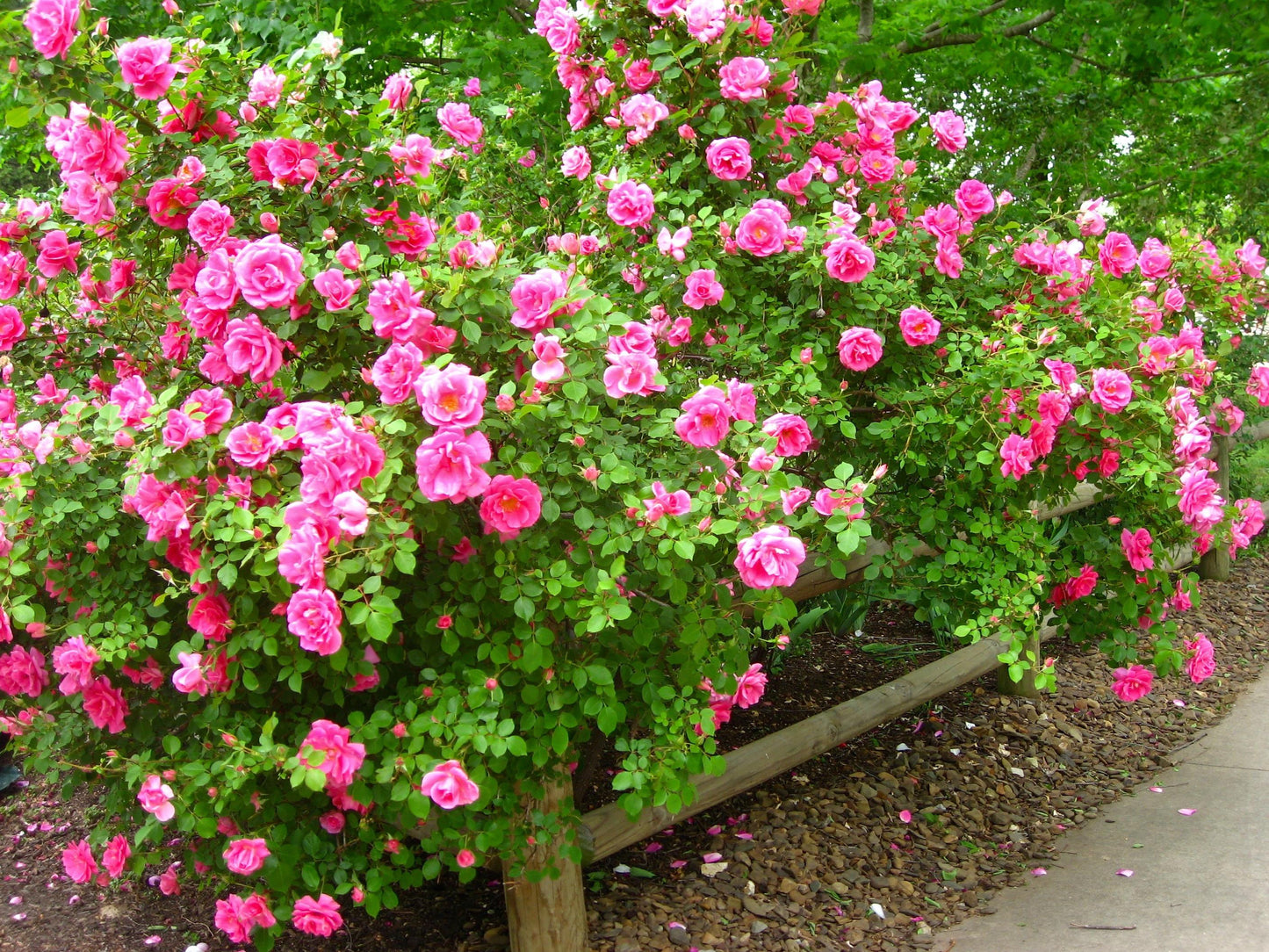 Rosa, Landscape 'carefree Wonder' - View 8 from www redcrocus com