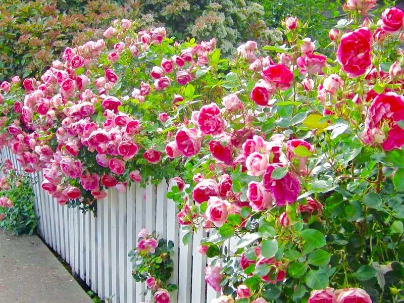 Rosa, Landscape 'carefree Wonder' - View 9 from www redcrocus com