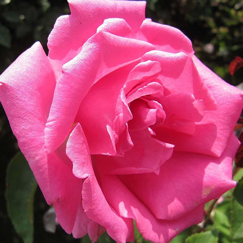 Rosa Climbing Zephirine Drouhin - View 11 from www redcrocus com
