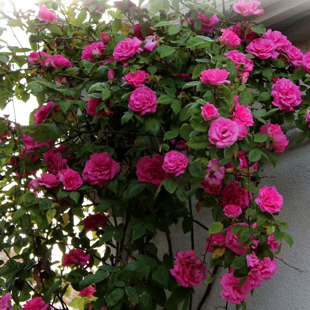 Rosa Climbing Zephirine Drouhin - View 12 from www redcrocus com